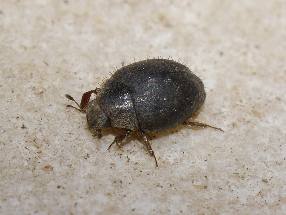 Cosa potrebbe essere? Curimopsis maritima (Byrrhidae)